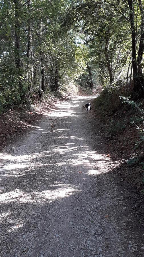 B&B Il Pizzagiallo Massa Martana Dış mekan fotoğraf